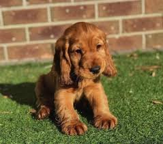 Cocker Spaniel puppies for sale In Pune